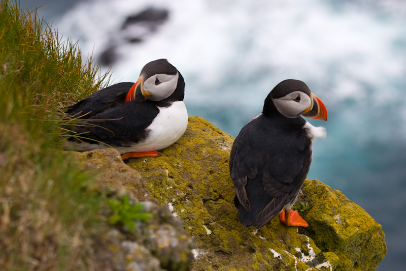 Atlantic Puffins